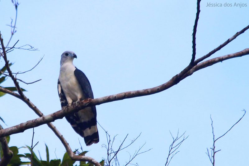 Reserva Mamirauá