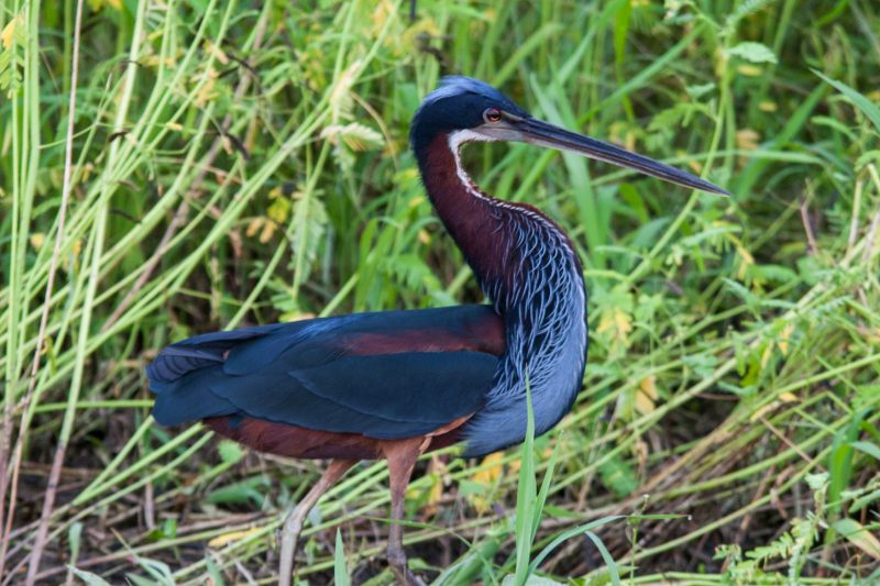 Reserva Mamirauá