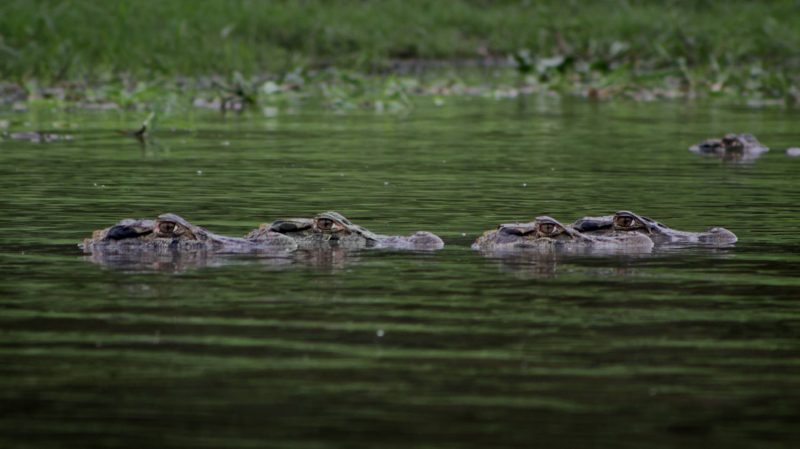 Reserva Mamirauá