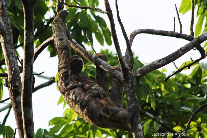 Reserva Mamirauá