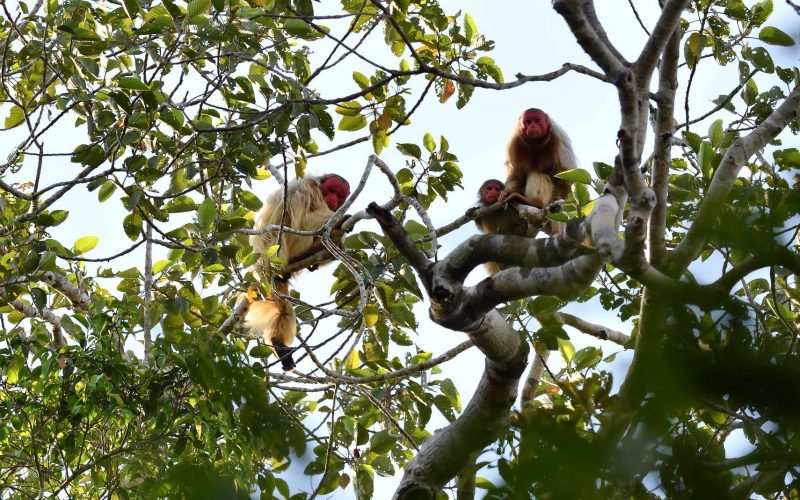 Reserva Mamirauá