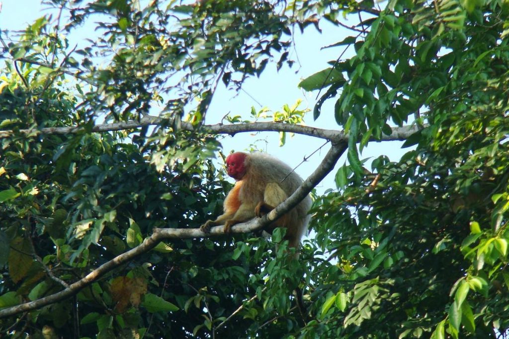 Pedro Nassar - Uacari_Uakari (1) macaco uacari em uma arvore na reserva de mamiraua