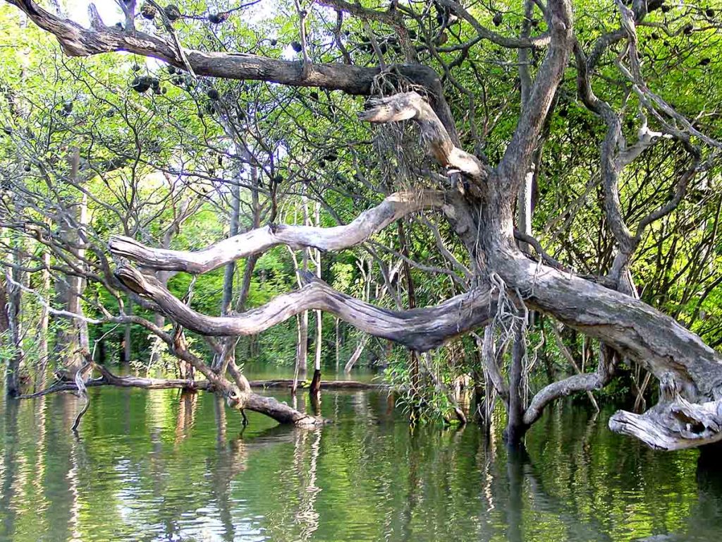 ilha de marajo uma linda imagem de uma árvore em uma região de floresta alagada na ilha de marajó